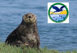 Watsonville Wetlands Watch with sea otter