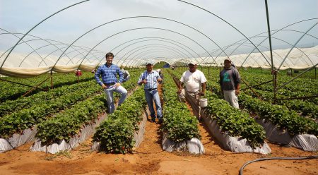 Productores de bayas de Driscoll