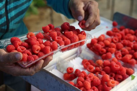 Driscoll's raspberries